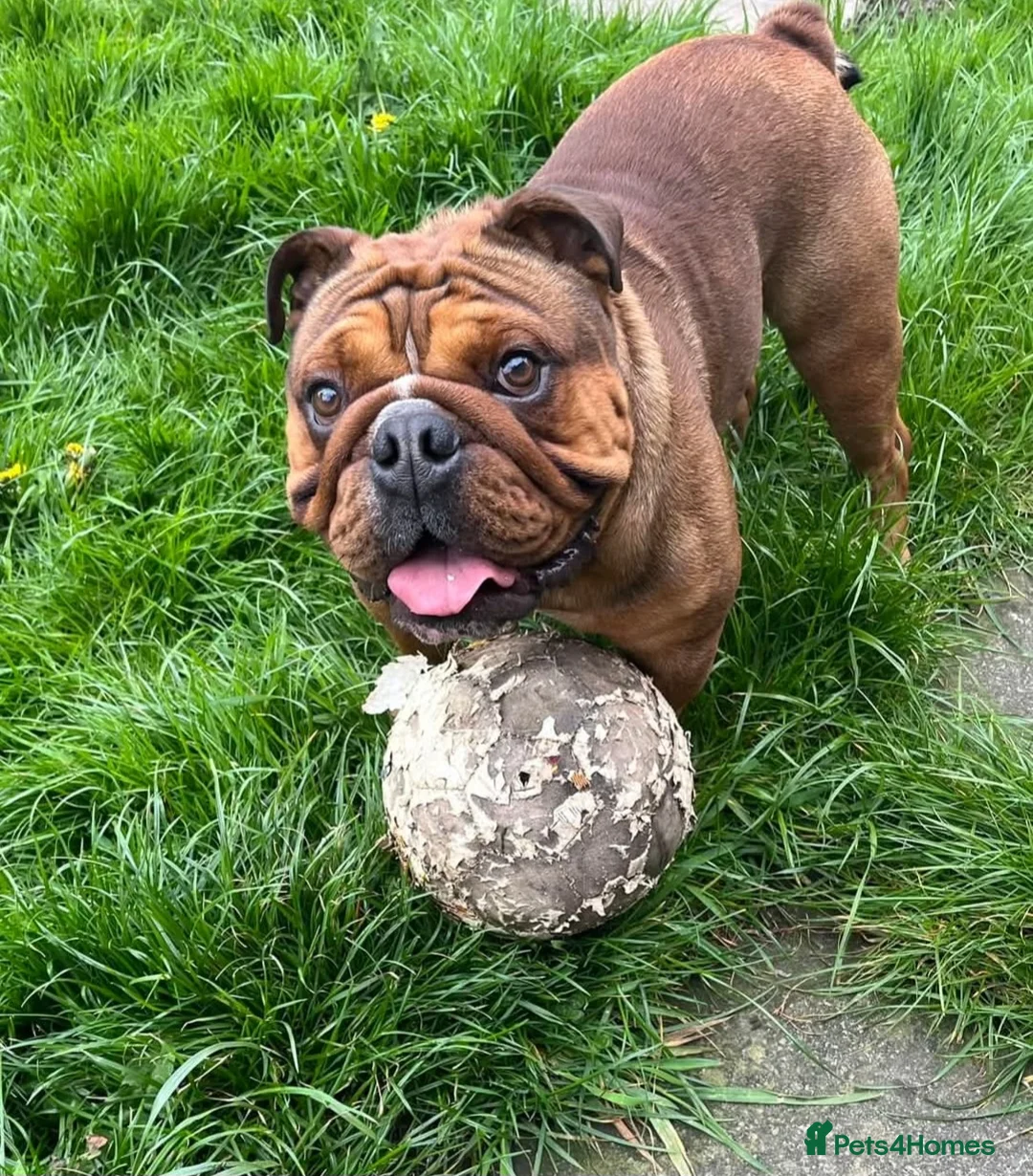 English Bulldog dogs for stud: Kc registered Choc sable EBD STUD ONLY in Bradford - Advert 18