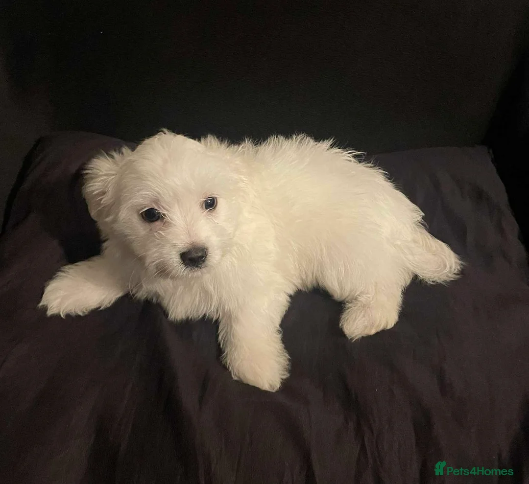 Maltese dogs for sale: Purebred Maltese Puppies Ready Now - Advert 6