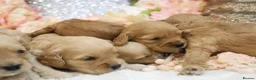 Cavapoo dogs for sale: *Health tested* F1 Cavapoos in Wisbech - Advert 5