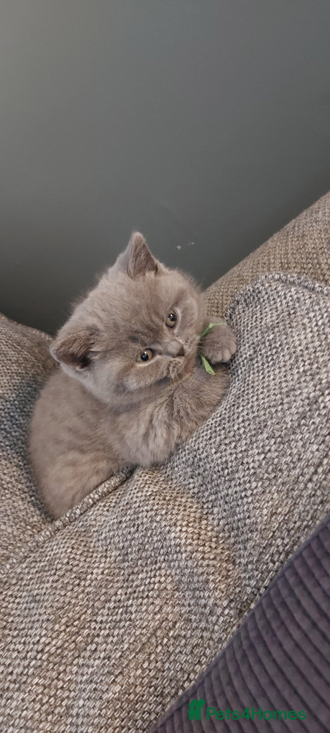 British Shorthair cats for sale: GCCF Registered British Shorthair  - Image 11