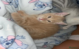Domestic Shorthair cats for sale: Blonde/beige light ginger tabby kitten male - Image 4