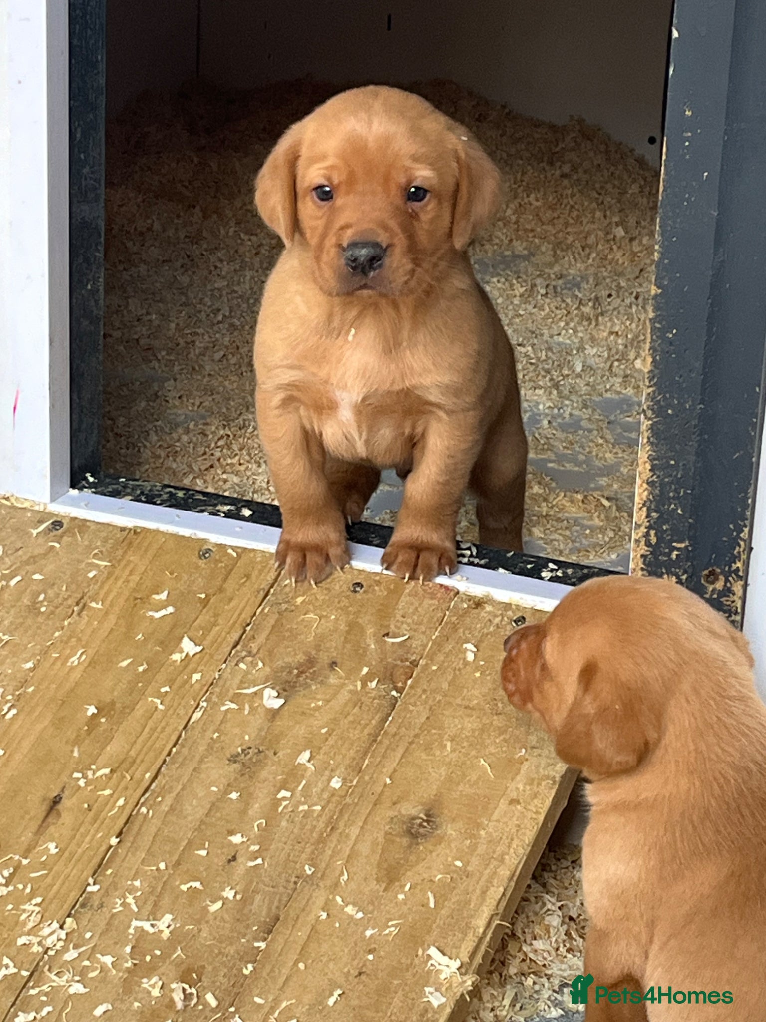 Labrador Retriever dogs Stunning Health Tested Working Bred Labrador Pups - Advert 1