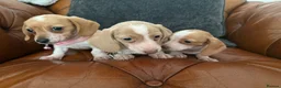 Miniature Dachshund dogs for sale: Beautiful Cream Dachshund Pups 5 ⭐ Licensed  - Advert 6