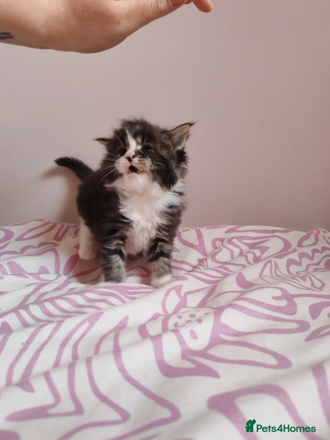 Maine Coon cats for sale: Beautiful Maine Coon Kittens  - Advert 12