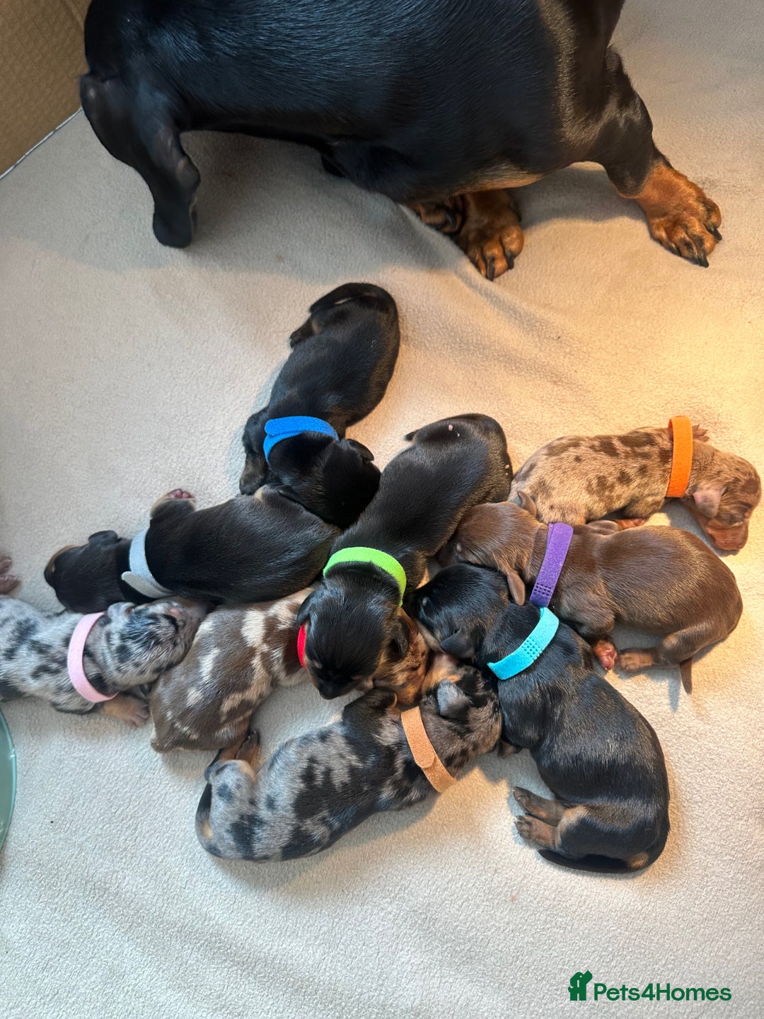 Dachshund dogs for sale: Mini dachshunds - 2 girls & 4 boys available - Image 1