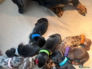 Dachshund dogs - Advert 21