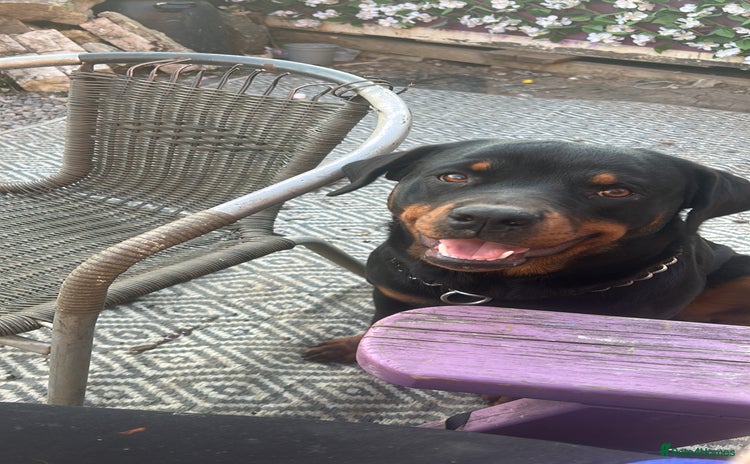 Rottweiler dogs - Advert 4