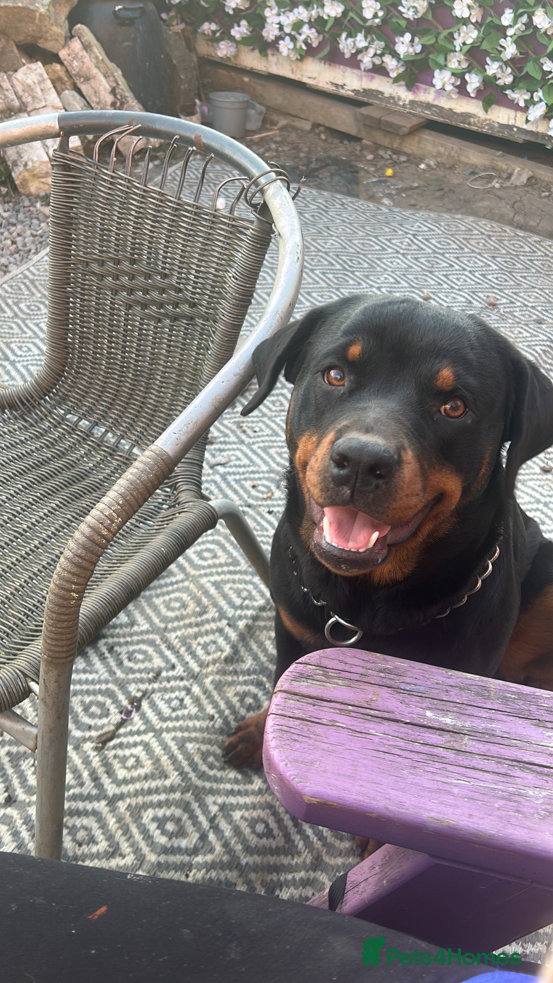 Rottweiler dogs for sale: Beautiful Rottie girl for forever home only - Advert 1