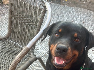 Rottweiler dogs Beautiful Rottie girl for forever home only - Advert 17