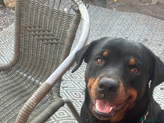Rottweiler dogs Beautiful Rottie girl for forever home only - Advert 10