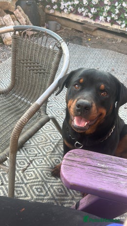Rottweiler dogs - Advert 11