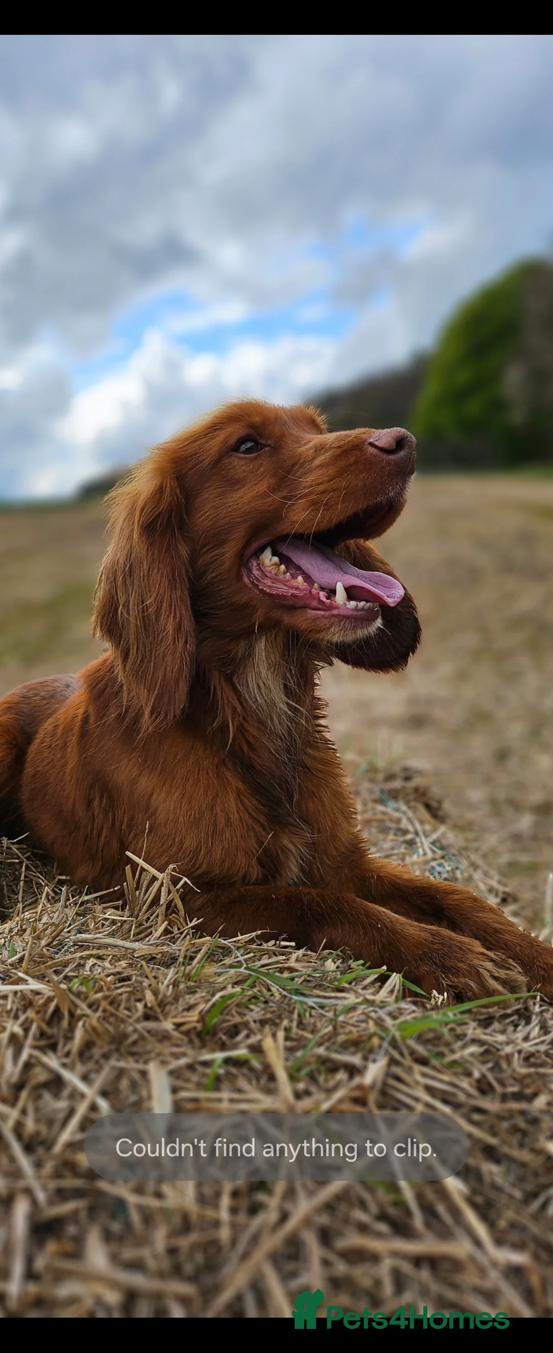 Cocker Spaniel dogs for stud: Kc reg Health tested working cocker spaniel stud in Durham - Advert 3