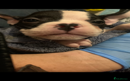 American Bully dogs for sale: pocket bully pups looking for there forever home  - Image 19