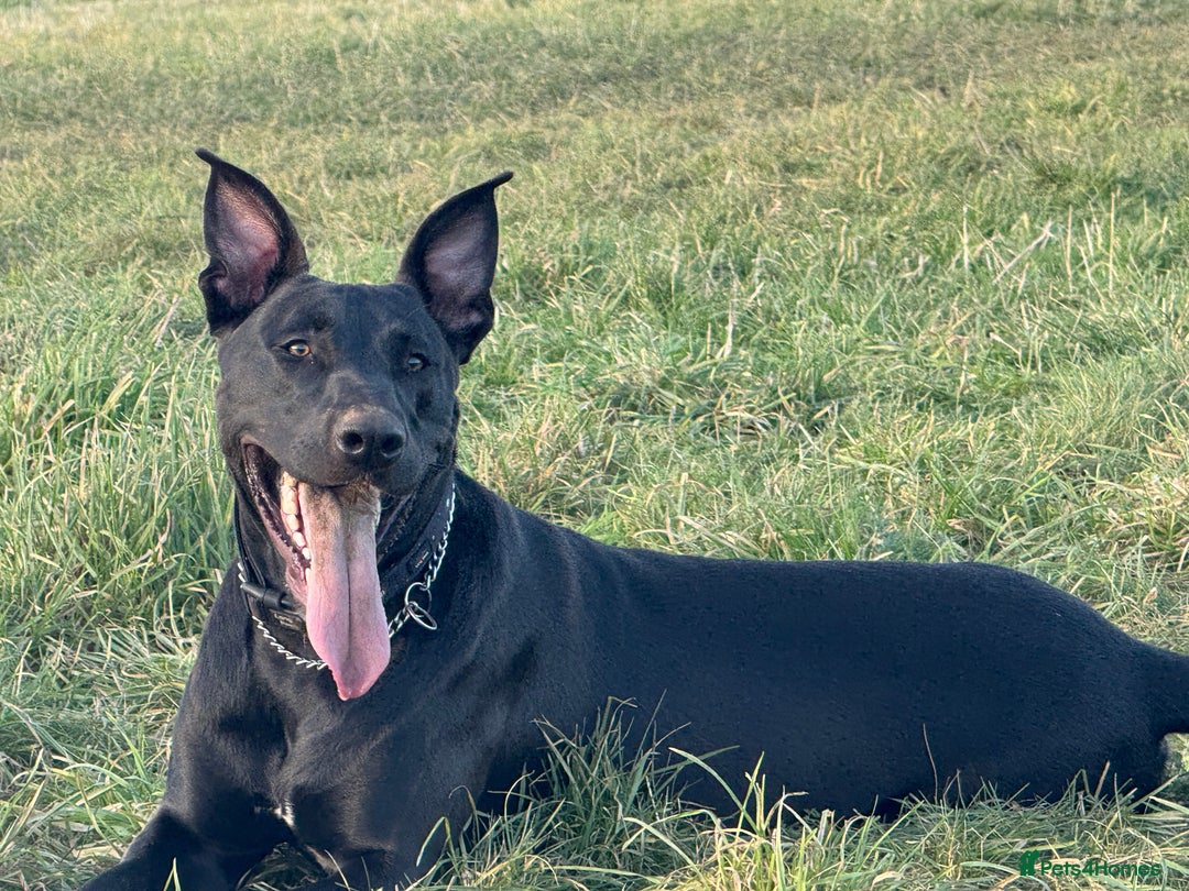 Mixed Breed dogs for sale: German shepherd cross staff  - Advert 6