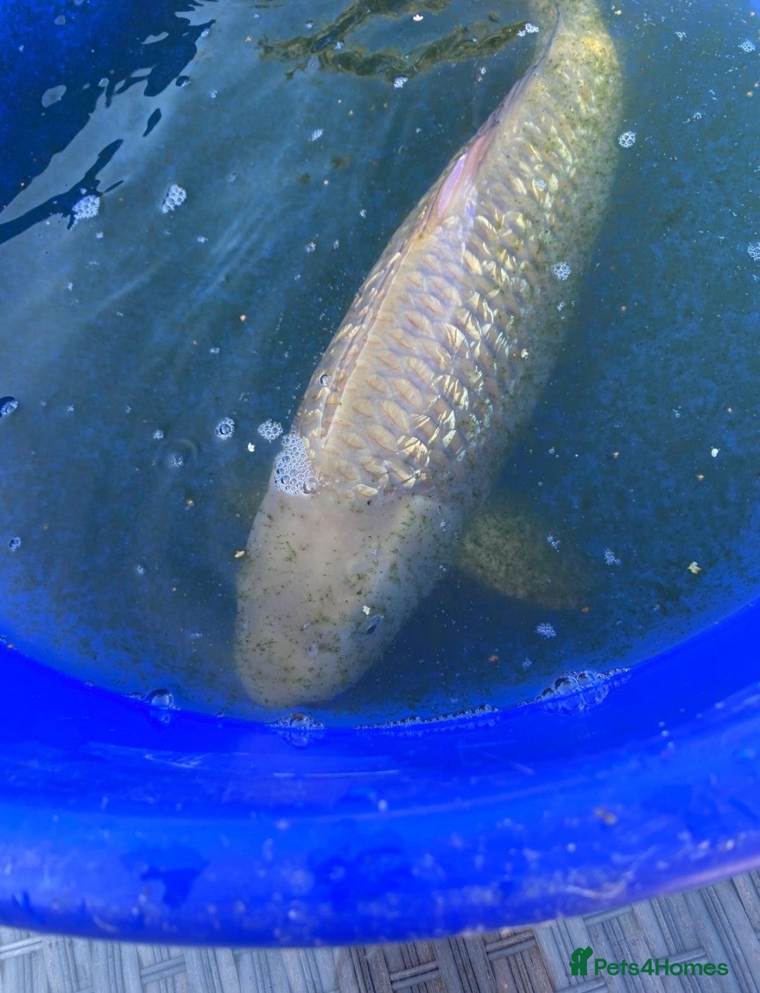 Koi Carp fish for sale: Koi fish - Image 10