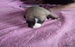 Whippet dogs for sale: Beautiful whippets  - Image 14