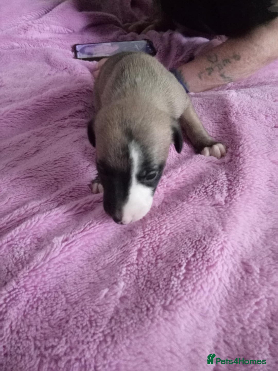 Whippet dogs for sale: Beautiful whippets  - Image 14
