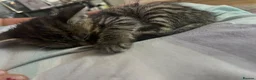 Domestic Shorthair cats for sale: Tabby girl - Advert 3