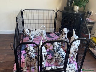 Dalmatian dogs - Advert 2