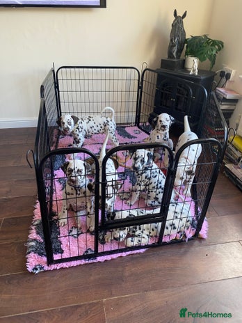 Dalmatian dogs - Advert 2