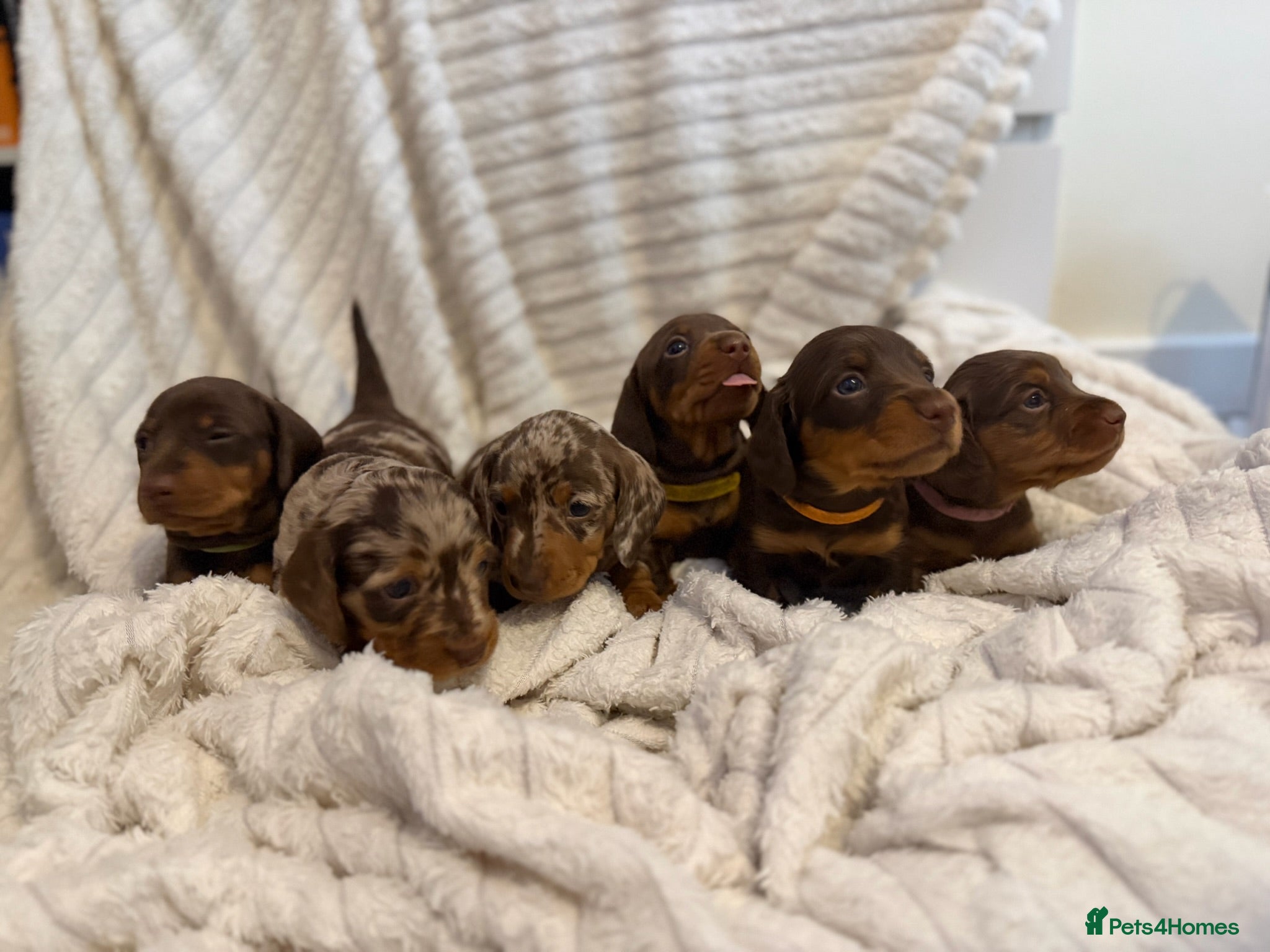 Miniature Dachshund dogs KC Miniature Dachshund Puppies –Chocolate & Dapple - Advert 1