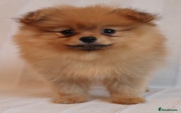 Pomeranian dogs for sale: Purebred Pomeranian Pups Raised with Love in LDN - Image 11