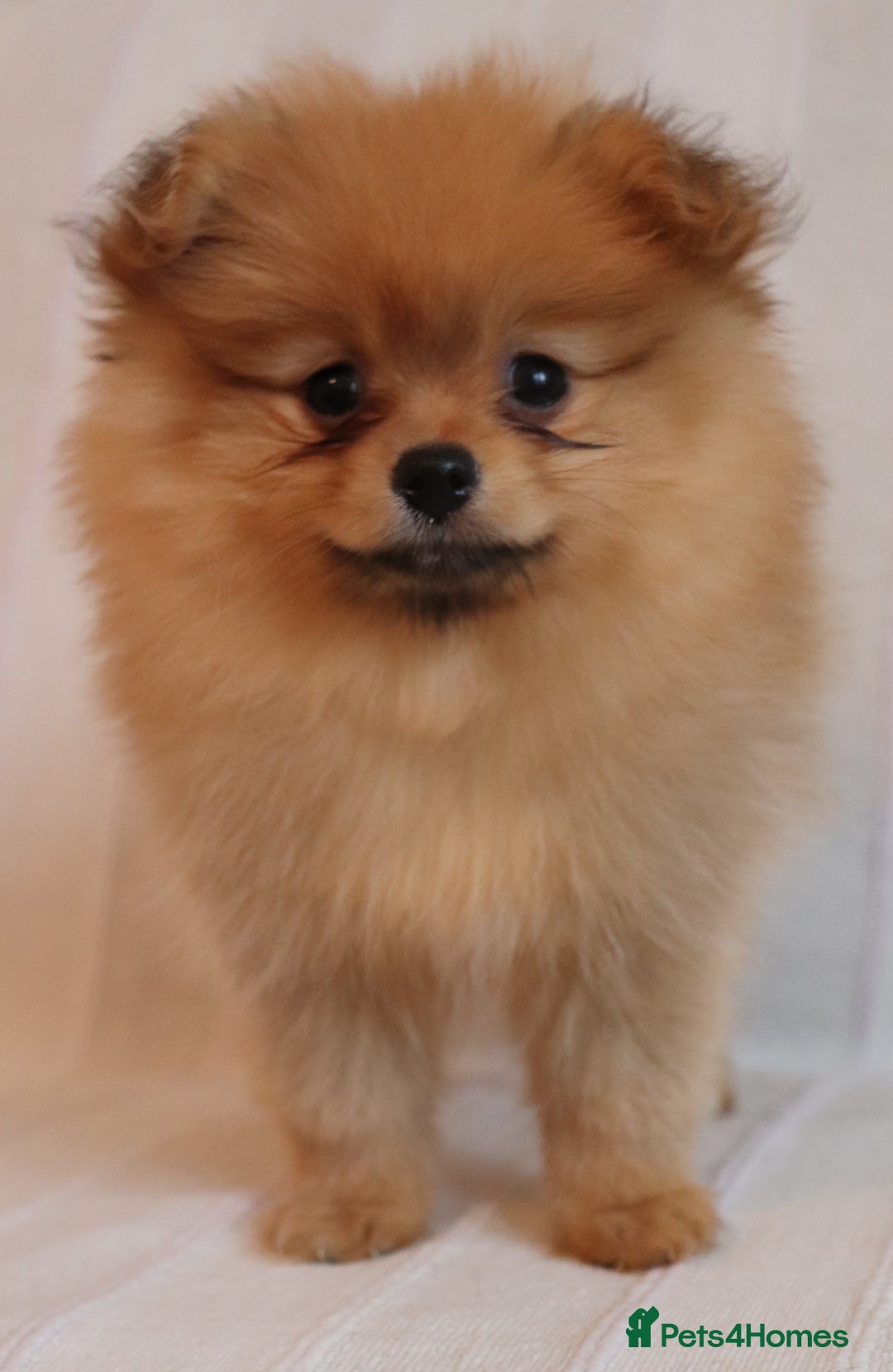 Pomeranian dogs for sale: Purebred Pomeranian Pups Raised with Love in LDN - Image 11