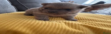 Pomeranian 3