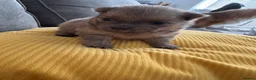 Pomeranian dogs for sale: Beautiful Pomeranian Pups - Advert 6