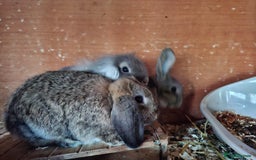 Mixed Breed rabbits for sale: Last Minilop, lionhead, mixed breed baby rabbits. - Image 15