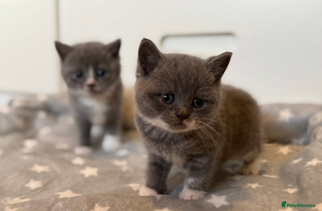 British Shorthair cats for sale: British shorthair kittens  - Image 3