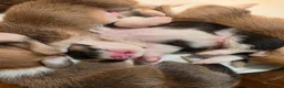 Welsh Corgi Pembroke dogs for sale: Corgi puppies looking for their forever home in Betws-y-Coed - Advert 5