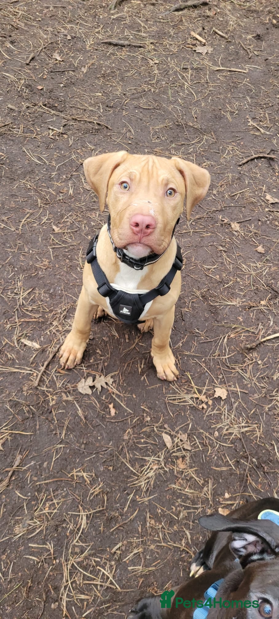 Presa Canario dogs  Presa Canario Puppies – Ready to leave now - Advert 12