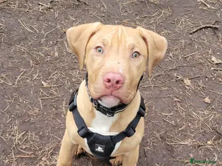 Presa Canario dogs Presa Canario Puppies – Ready to leave now - Advert 12