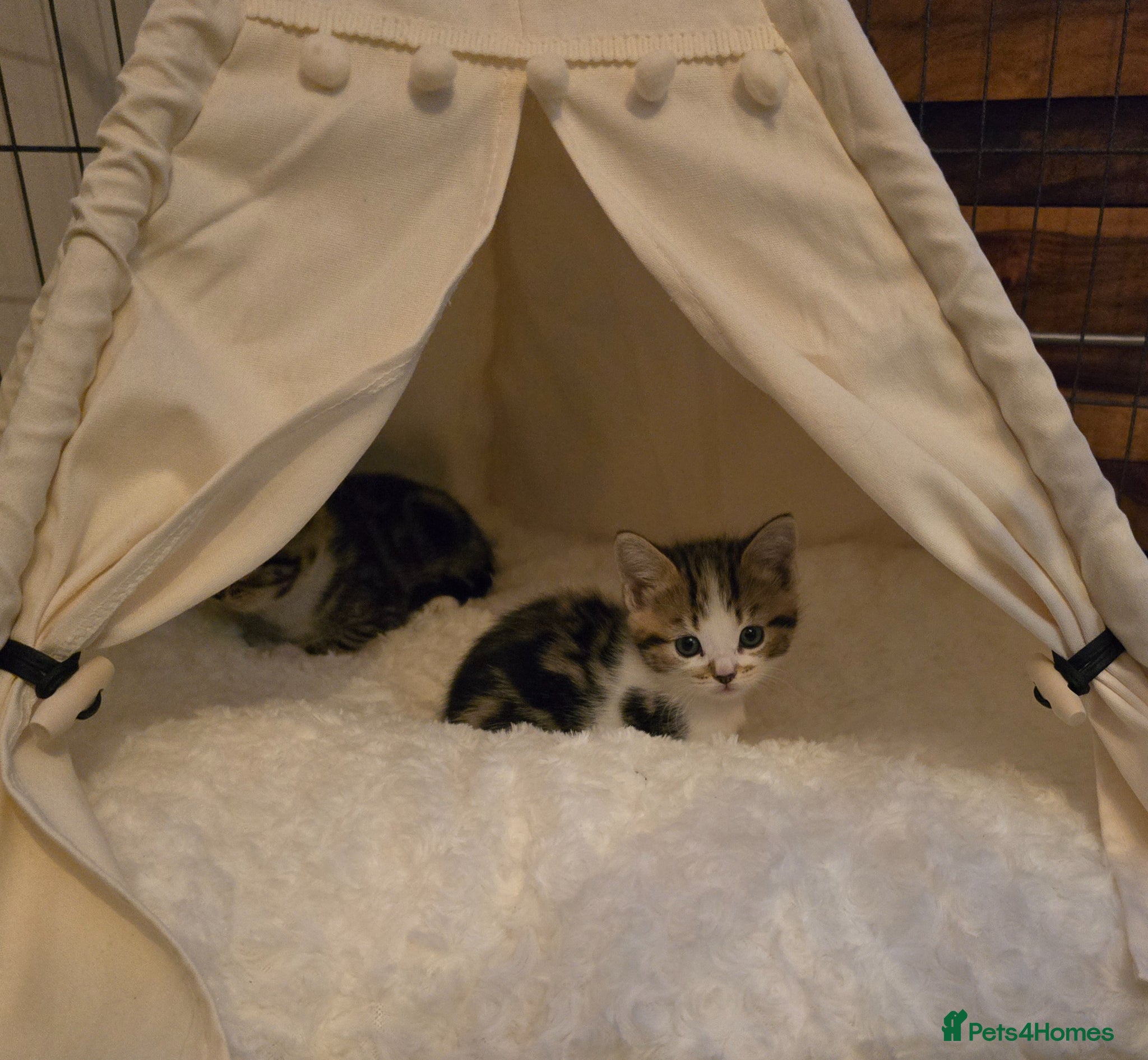 Mixed Breed cats Adorable Playful Kittens Ready To Reserve - Advert 2