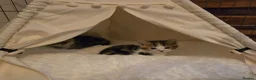 Mixed Breed cats for sale: Adorable Playful Kittens Ready To Reserve - Advert 1