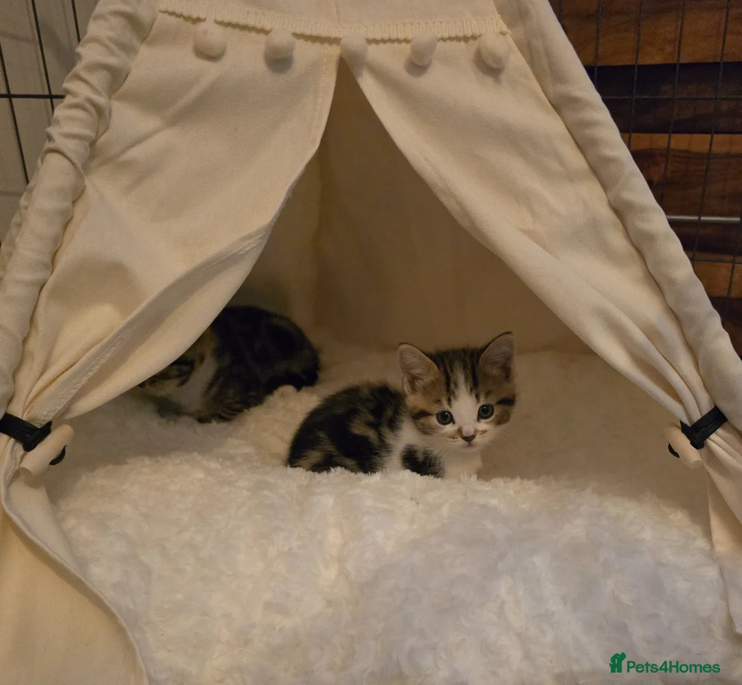 Mixed Breed cats for sale: Adorable Playful Kittens Ready To Reserve - Advert 1