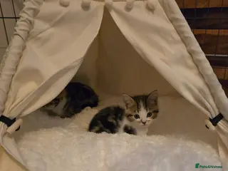 Mixed Breed cats Adorable Playful Kittens Ready To Reserve - Advert 2