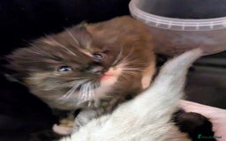 Ragdoll cats for sale: Beautiful ⅞ ragdoll kitten DNA tested clean - Image 8