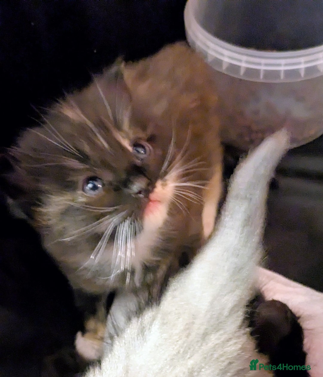 Ragdoll cats for sale: Beautiful ⅞ ragdoll kitten DNA tested clean - Image 8