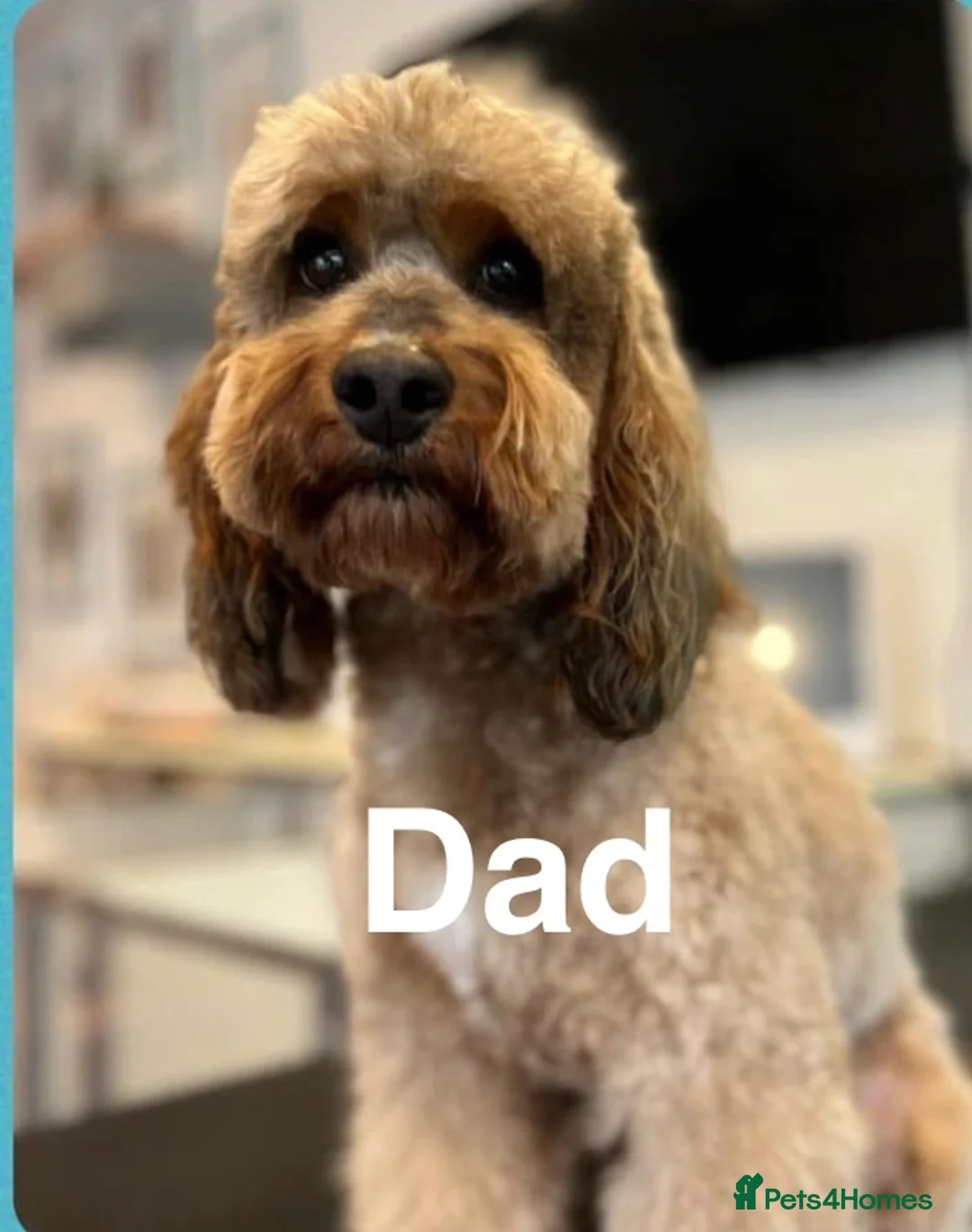 Cockapoo dogs for sale: ✨ Stunning F2 Cockapoo puppies for sale ✨ - Advert 4