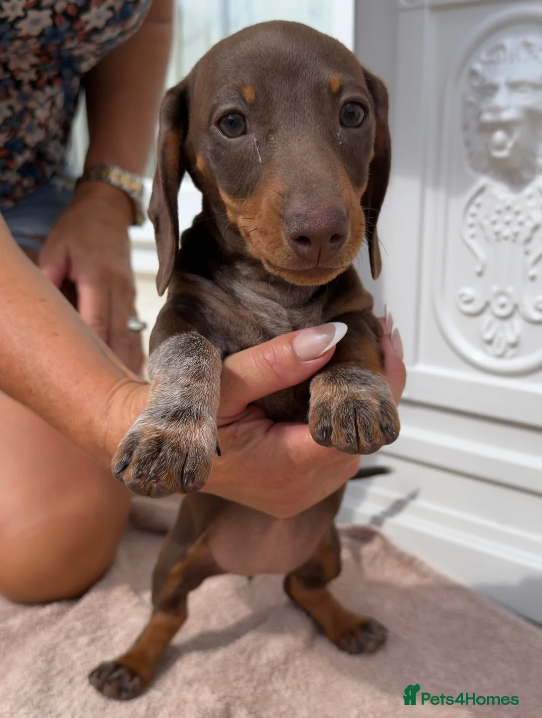 Miniature Dachshund dogs for sale: Miniature Dachshund puppies  - Advert 4