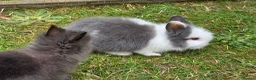 Lionhead rabbits for sale: Adorable baby purebred lionhead bunnies  - Advert 8