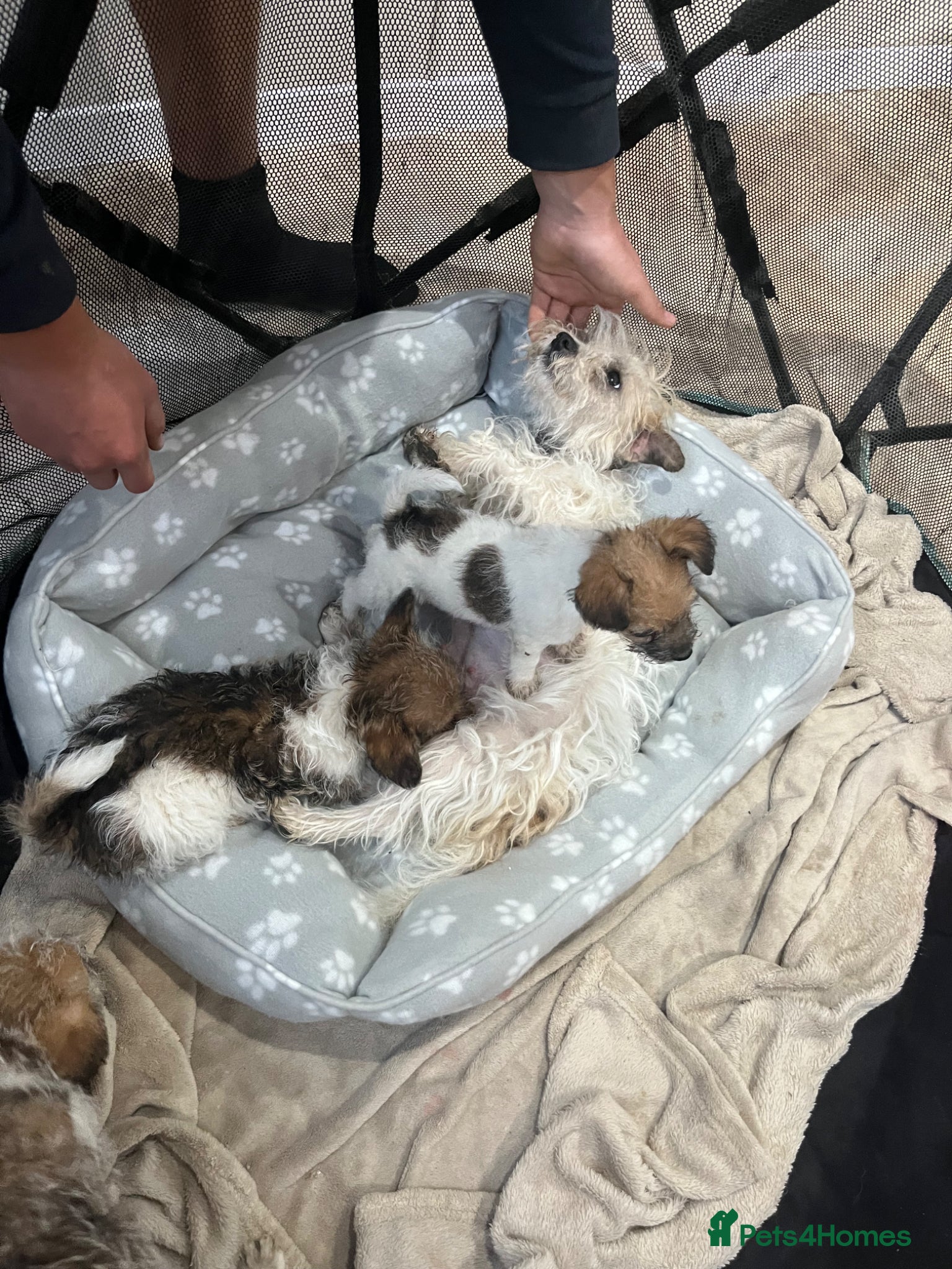 Jack Russell dogs for sale: Gorgeous tiny Jack Russell‘s in High Wycombe - Advert 3