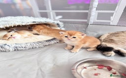 Scottish Fold cats for sale: Cute TICA pedigree kittens  - Image 8