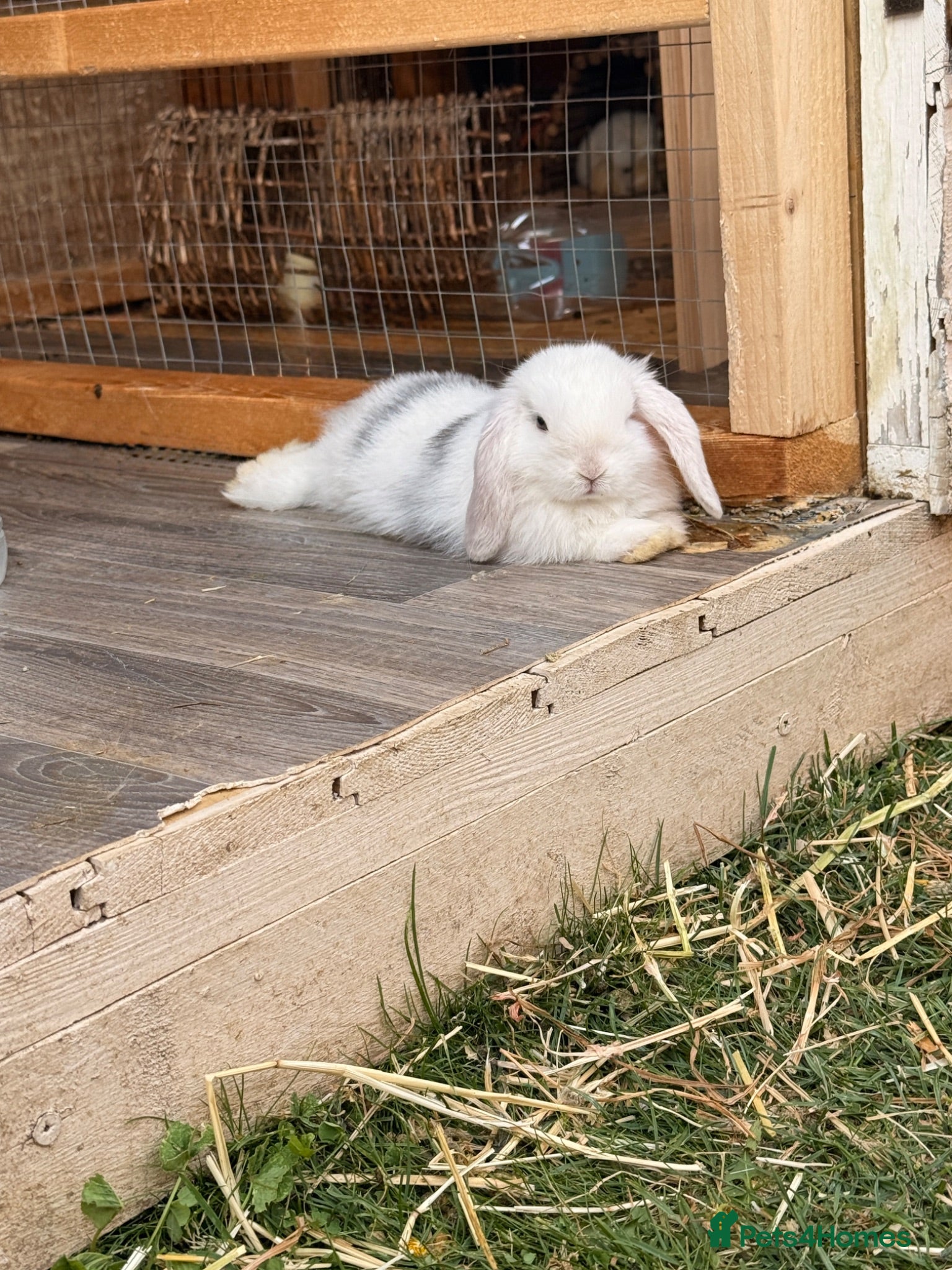 Mini Lop rabbits Mini lop babies ready for their forever homes  - Advert 2