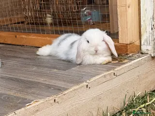 Mini Lop rabbits Mini lop babies ready for their forever homes - Advert 4