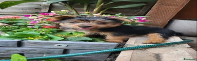 Yorkshire Terrier 1