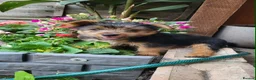 Yorkshire Terrier dogs for sale: One beautiful Yorkshire terrier boy - Advert 2