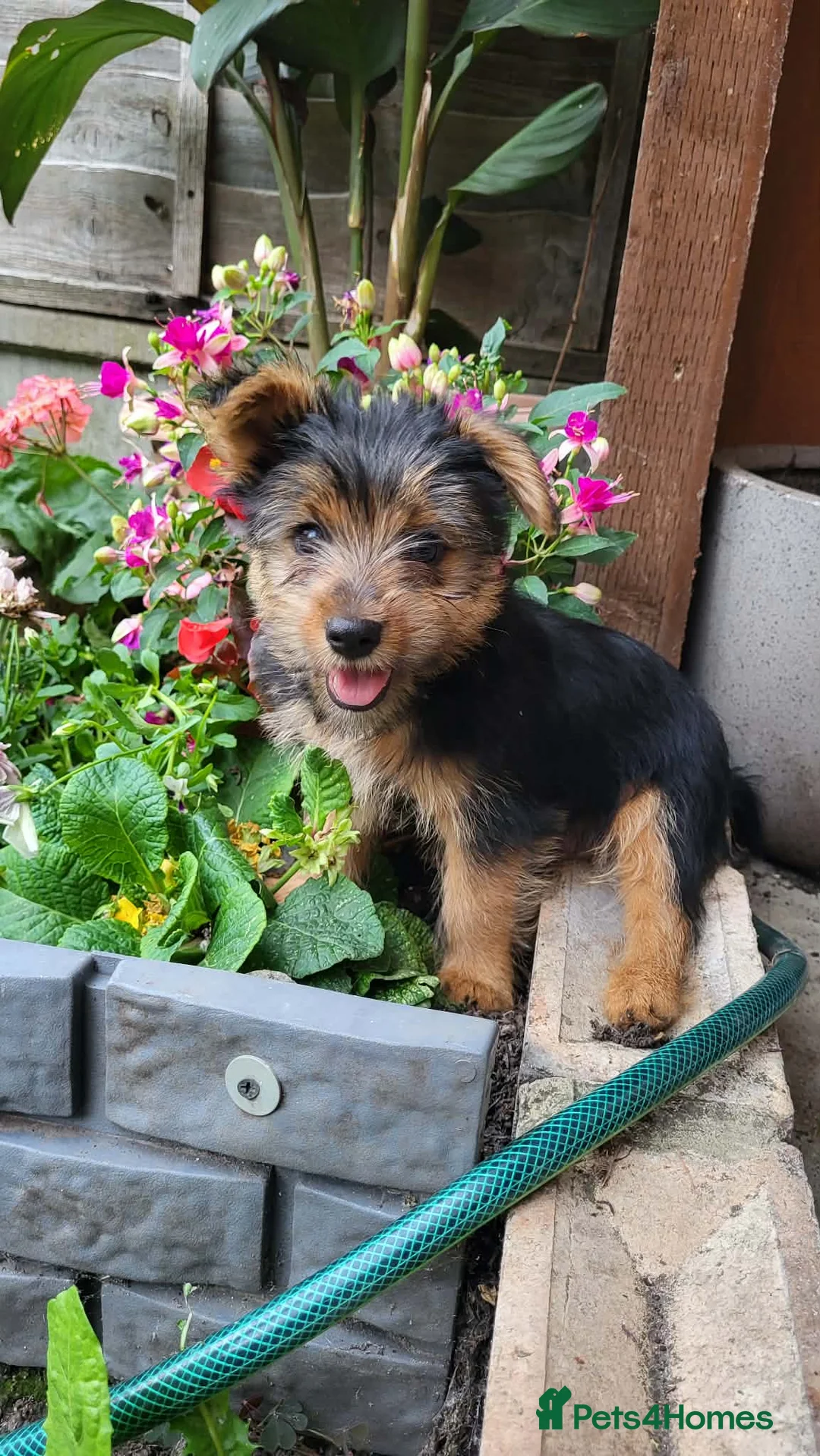 Yorkshire Terrier dogs for sale: One beautiful Yorkshire terrier boy - Advert 2